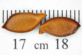   Seeds:   Averrhoa carambola ; Photo by N. Diaz, USDA APHIS PPQ, imageID.idtools.org
